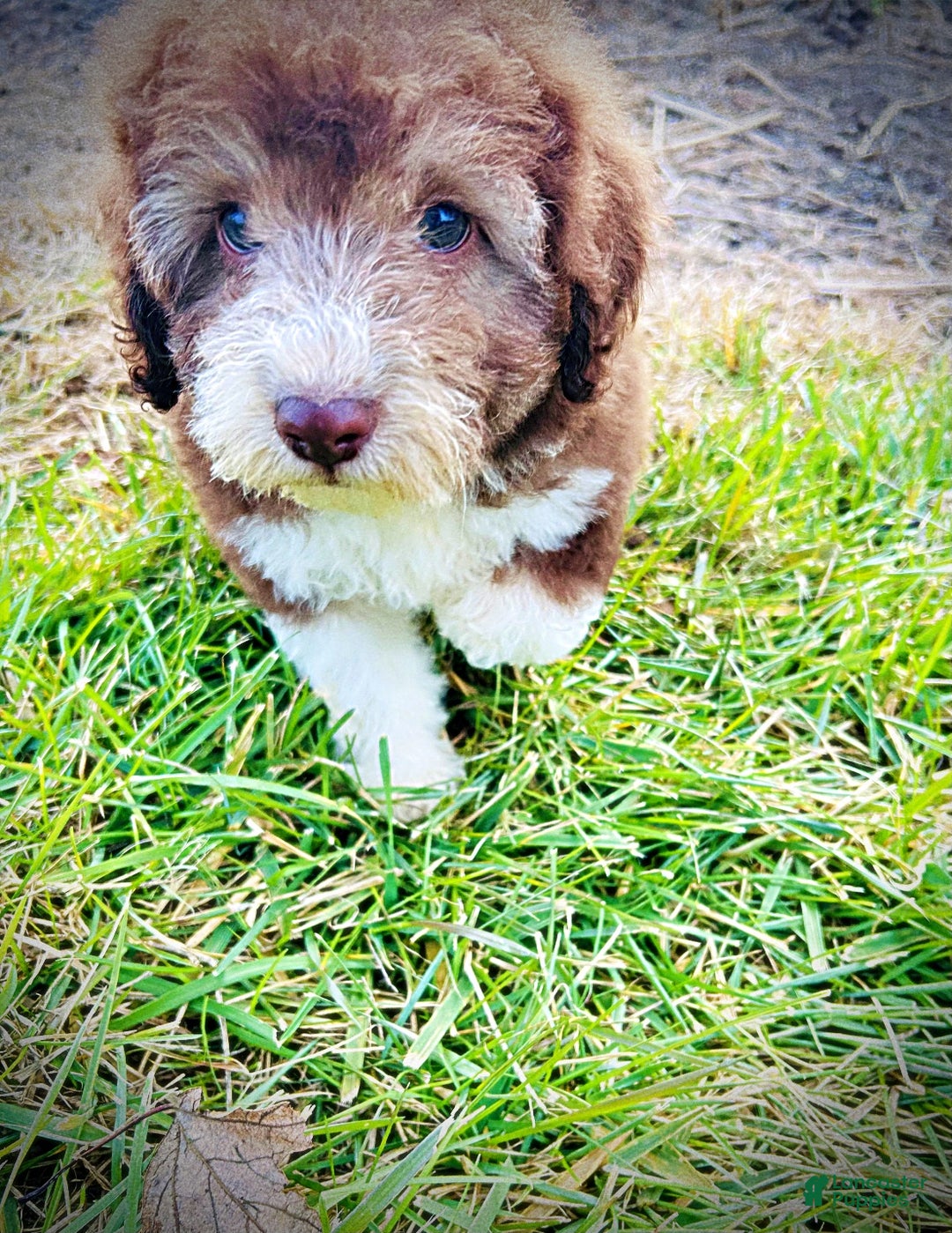 Havapoo dogs for sale: Whisky - Ad 7