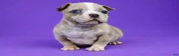 American Bully dogs for sale: Fawn Merle Female - Ad 4