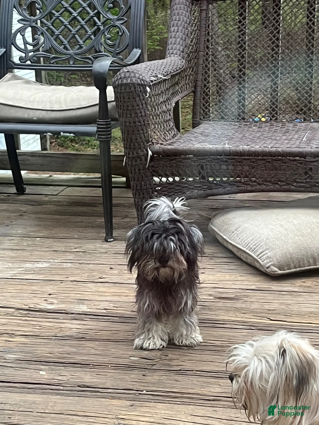 Maltipoo dogs for sale: Maltipoo Puppy 1 - Ad 2