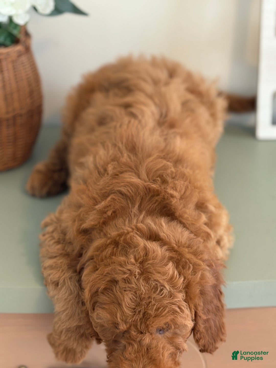 Mini Goldendoodle dogs for sale: Mini Goldendoodle Puppy 1 - Ad 3