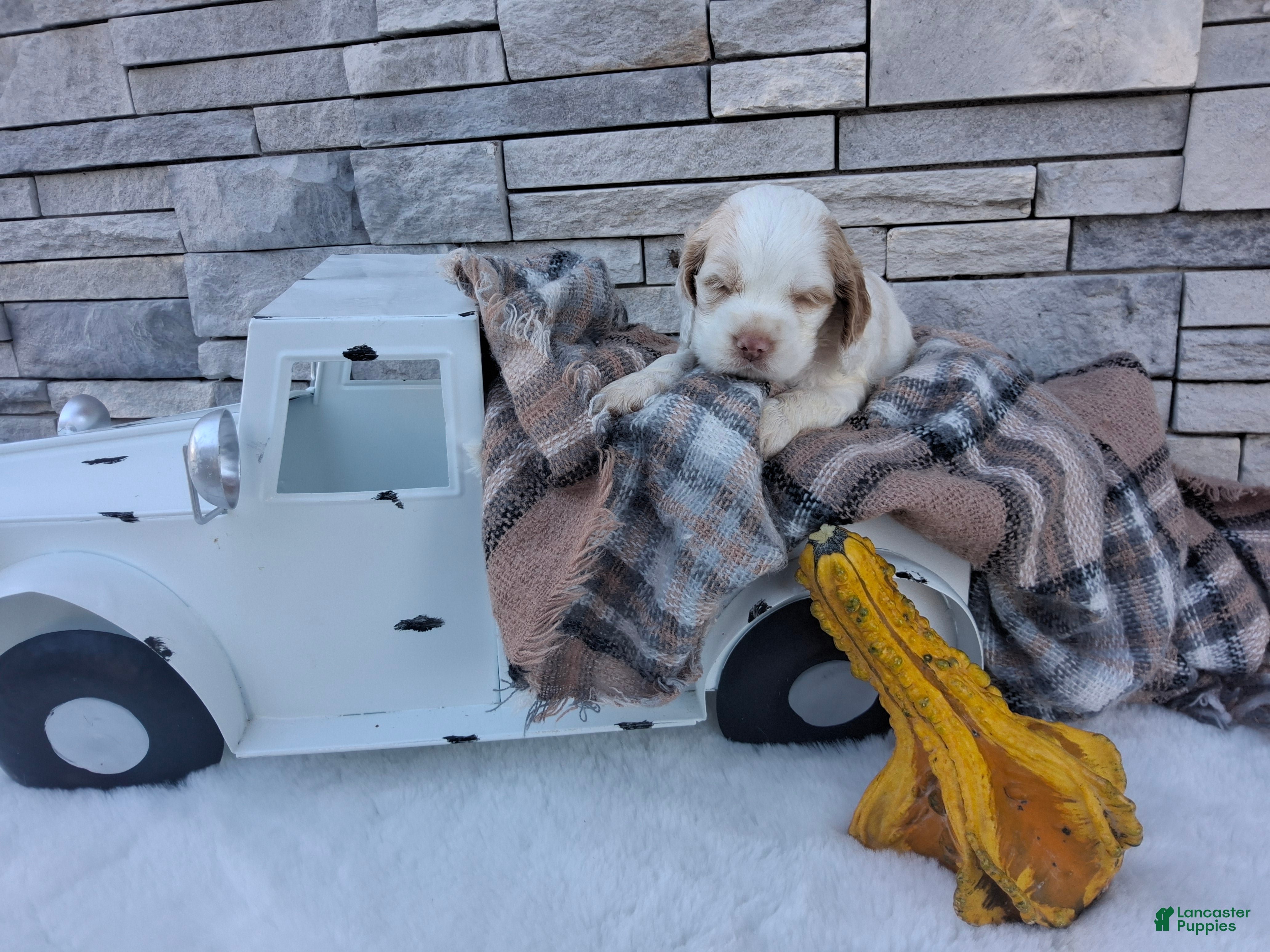 Cocker Spaniel dogs for sale: Winston - Ad 1