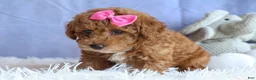 Miniature Poodle dogs for sale: ANGIE - Ad 10