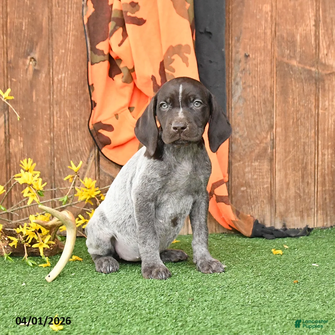 German Shorthaired Pointer dogs for sale: Libby - Ad 2