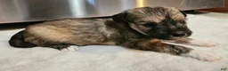 Mixed Breed dogs for sale: Nina - Ad 5
