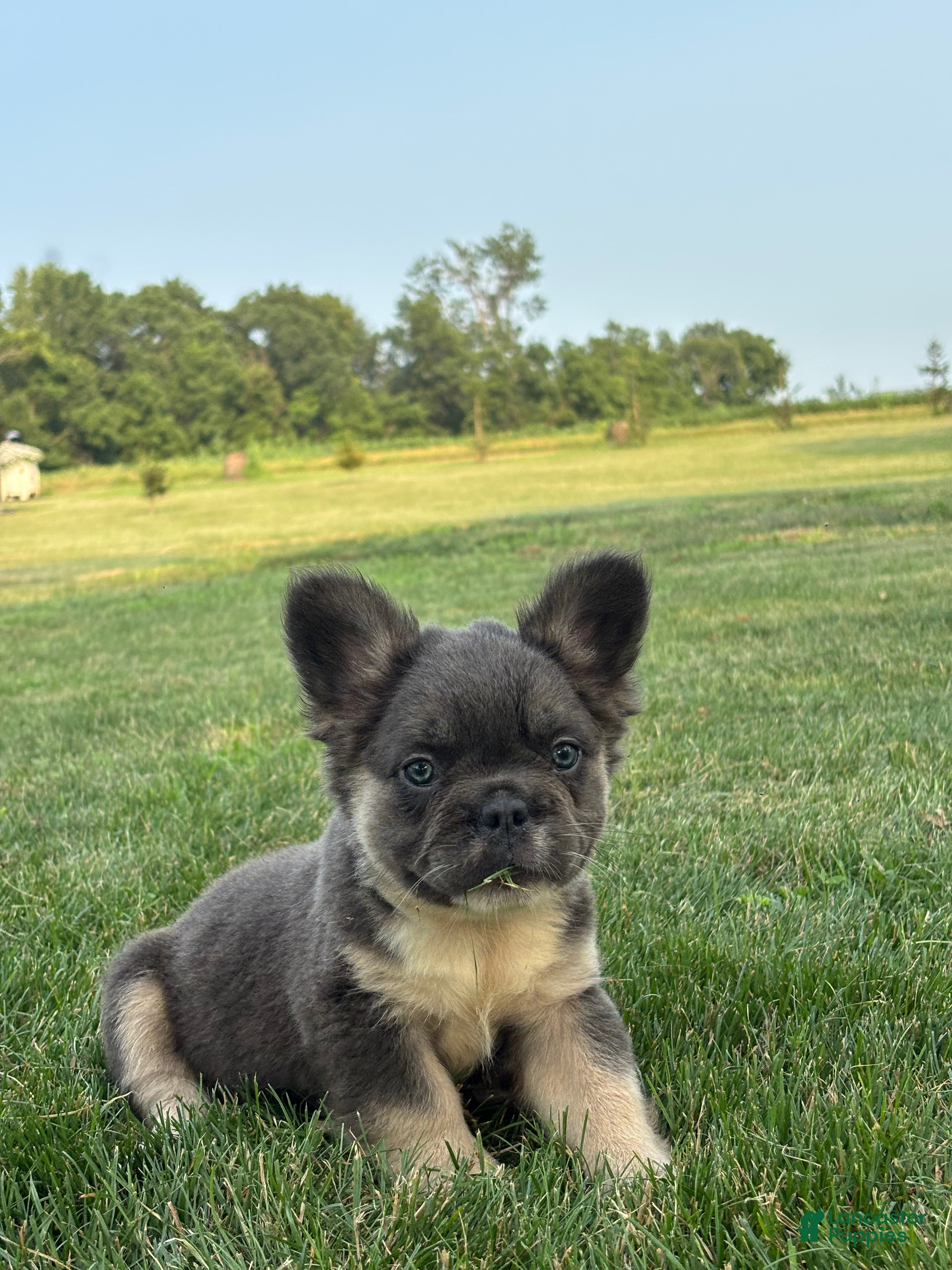 French Bulldog dogs Mariah - Ad 2