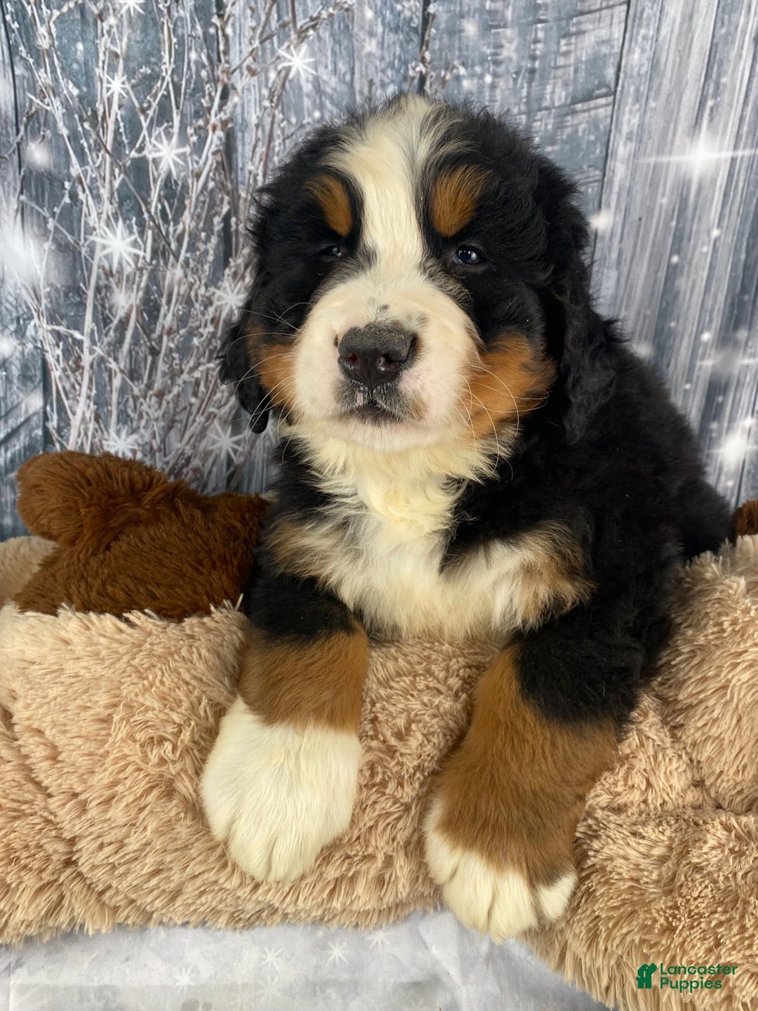 Bernese Mountain Dog dogs for sale: Cash - Ad 8