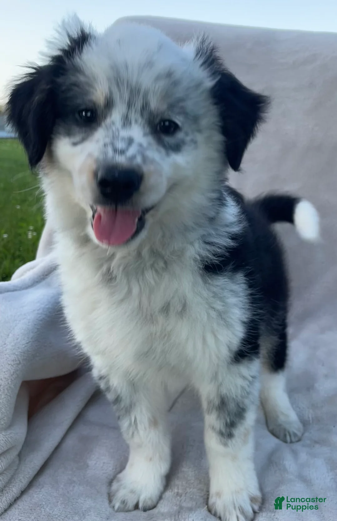 Mixed Breed dogs for sale: Ollie - Ad 1