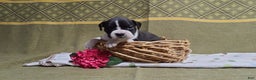 Boxer dogs for sale: Susie - Ad 1