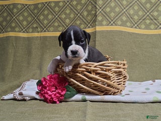 Boxer dogs Susie - Ad 9