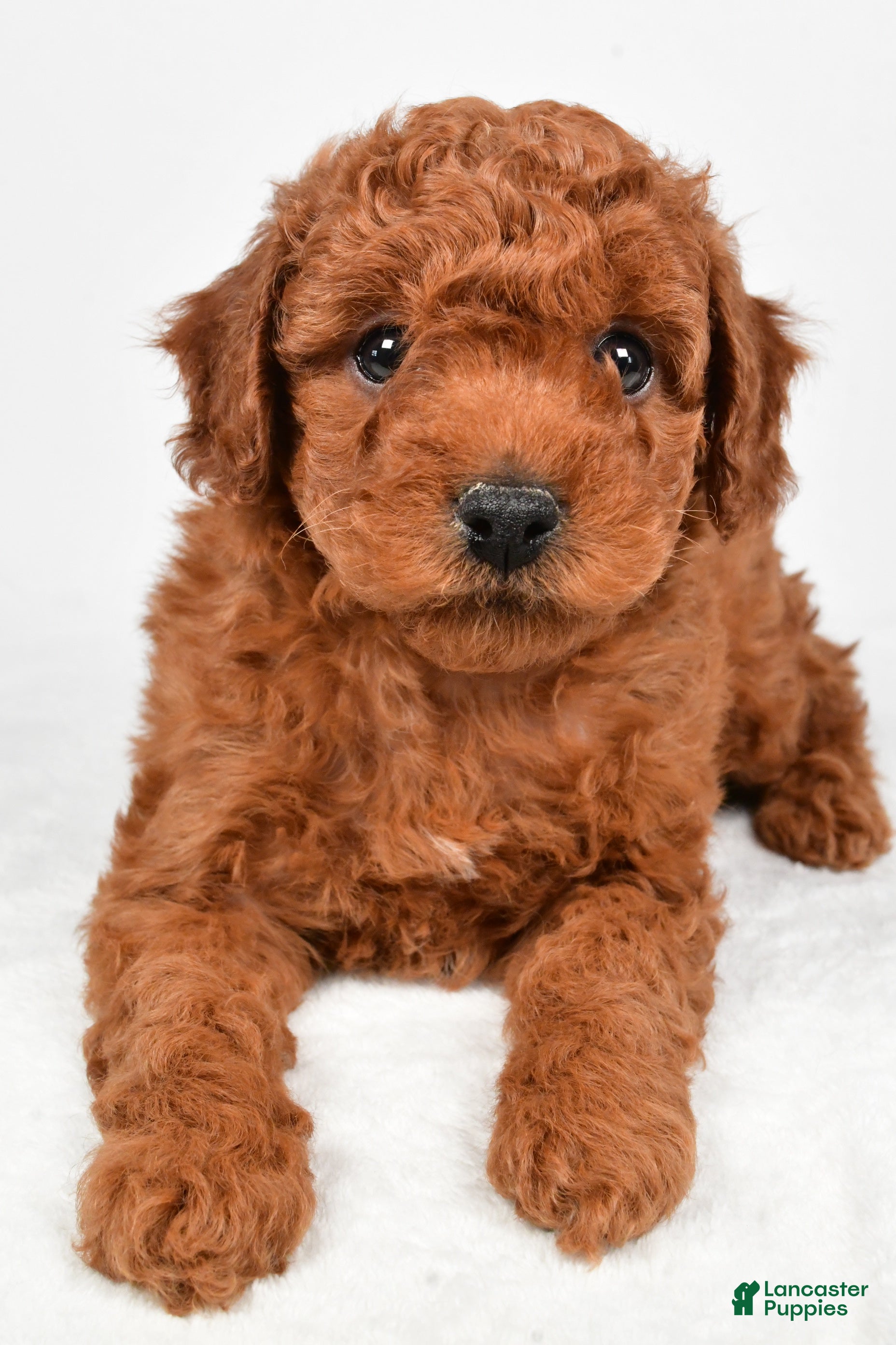 Miniature Poodle dogs Rocky - Ad 2