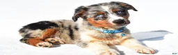 Australian Shepherd dogs for sale: Emily - Ad 6