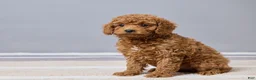 Cavapoo dogs for sale: Bella - Ad 2