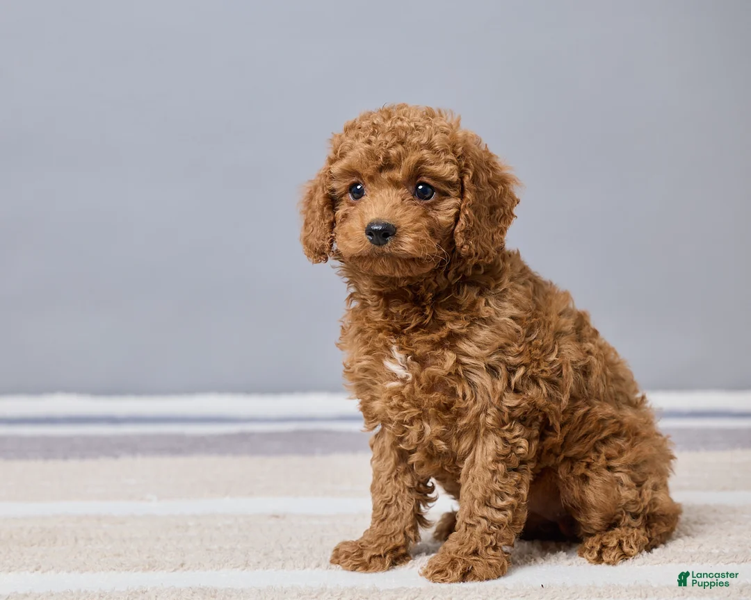 Cavapoo dogs for sale: Bella - Ad 2
