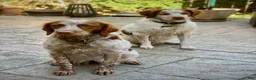 Brittany Spaniel dogs for sale: Brittany Spaniel 4 - Ad 4