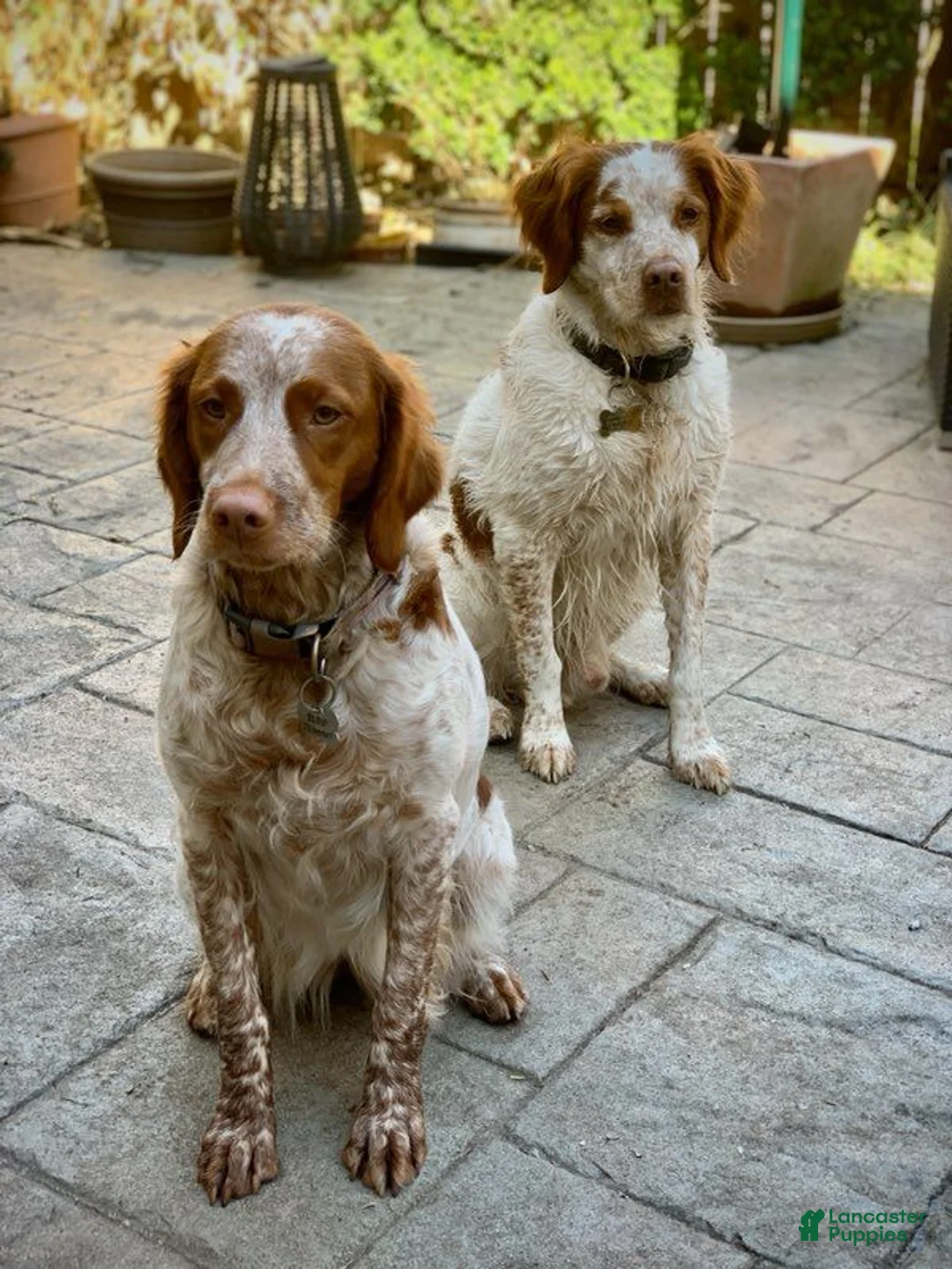 Brittany Spaniel dogs for sale: Brittany Spaniel 4 - Ad 4