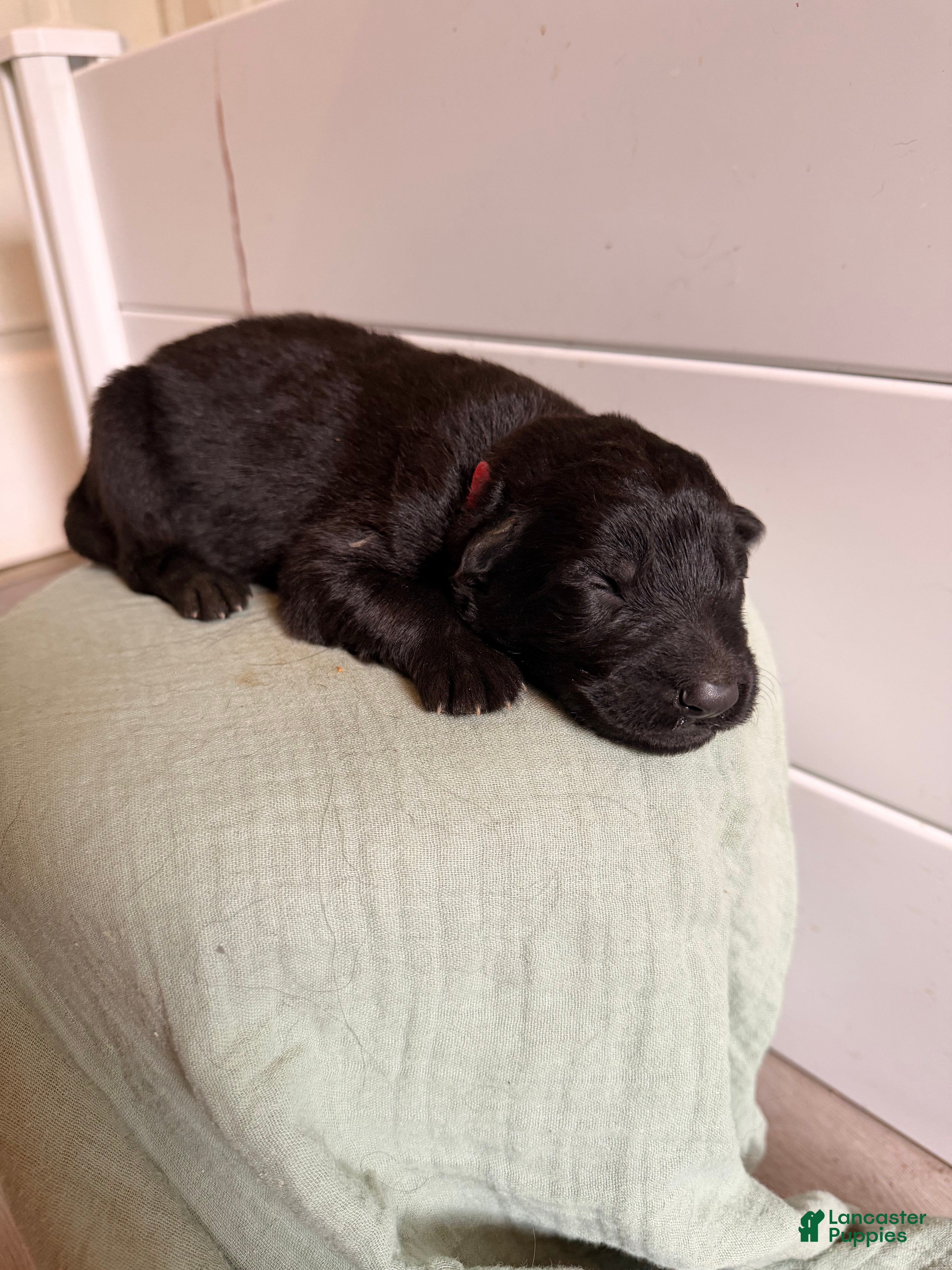 German Shepherd dogs German Shepherd Puppy 1- Red Male - Ad 9