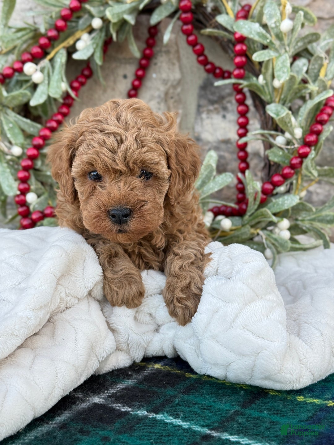 Toy Poodle dogs for sale: Trenton - Ad 8
