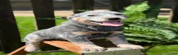 Australian Cattle Dog dogs for sale: Bailey  - Ad 5