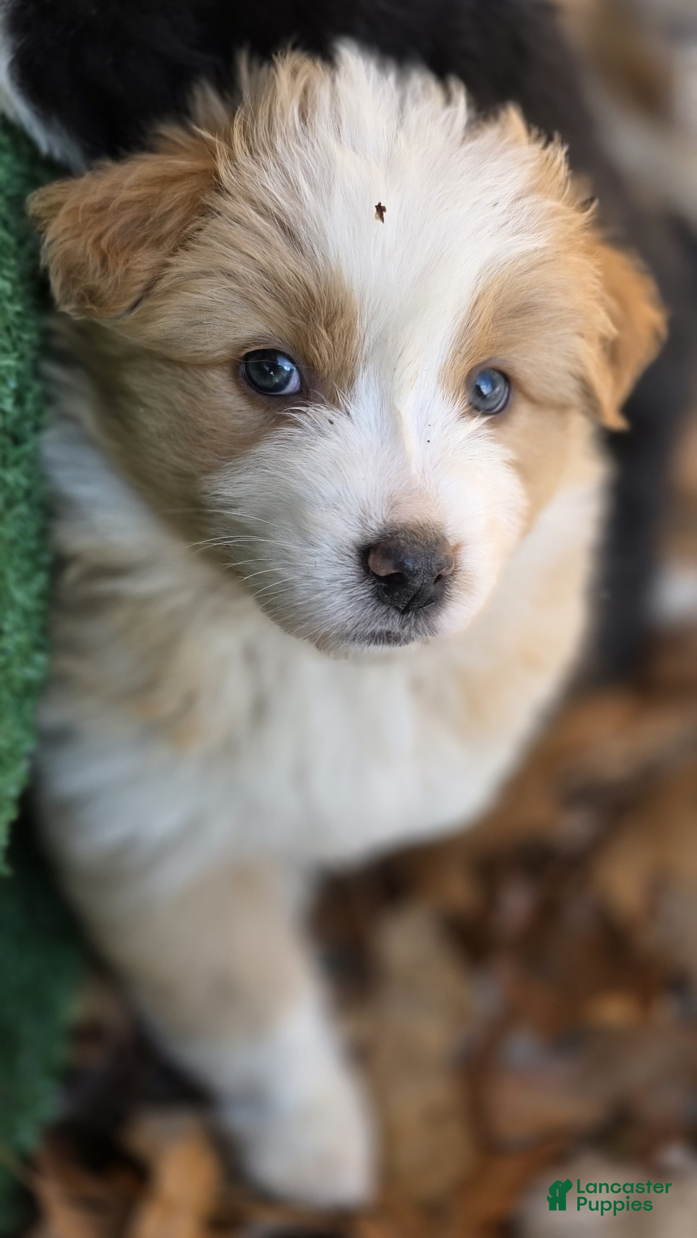 Australian Shepherd dogs Leia - Ad 40