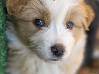 Australian Shepherd dogs Leia - Ad 40