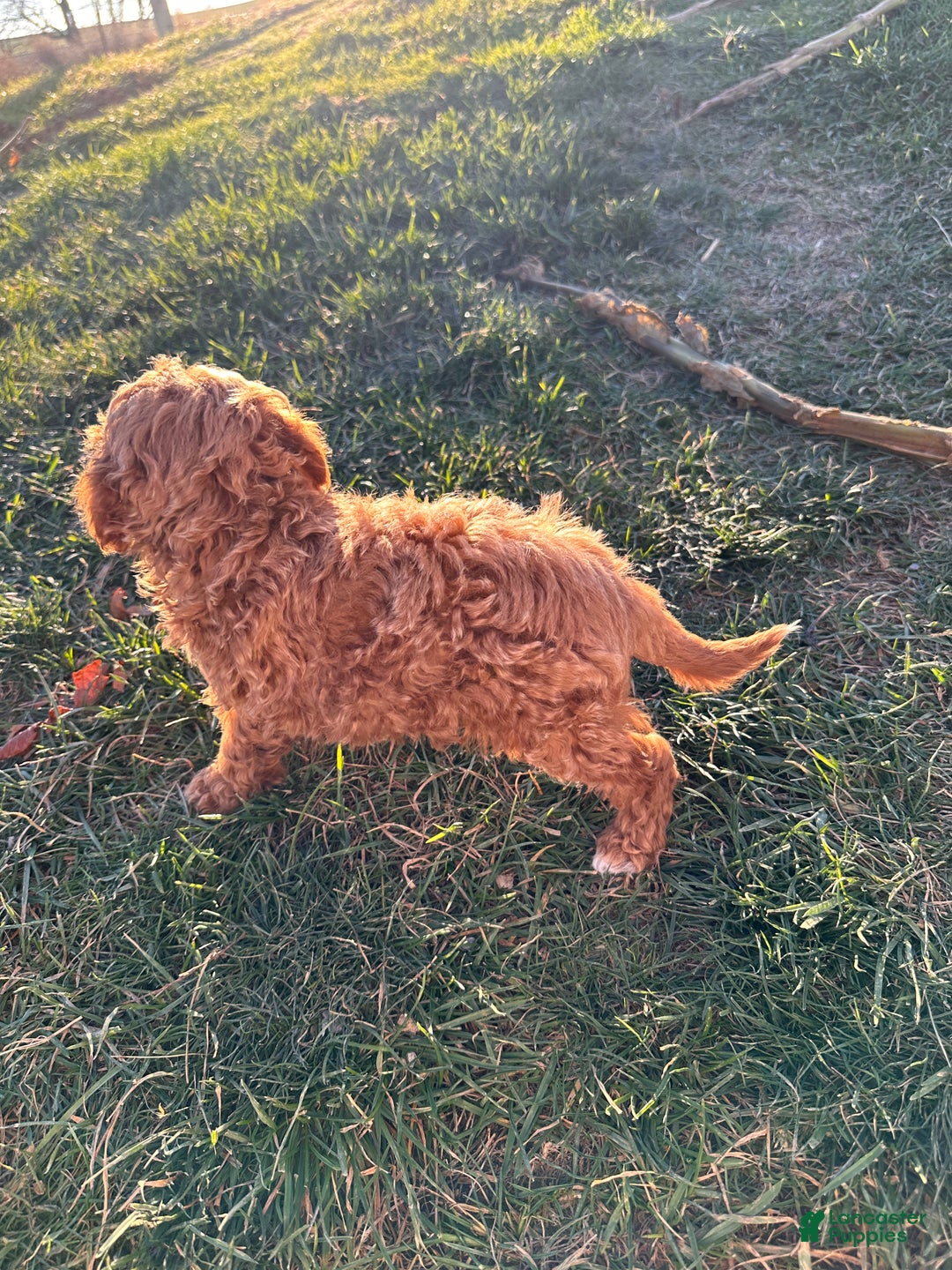 Toy Poodle dogs for sale: Coco- AKC POTTY TRAINED - Ad 13