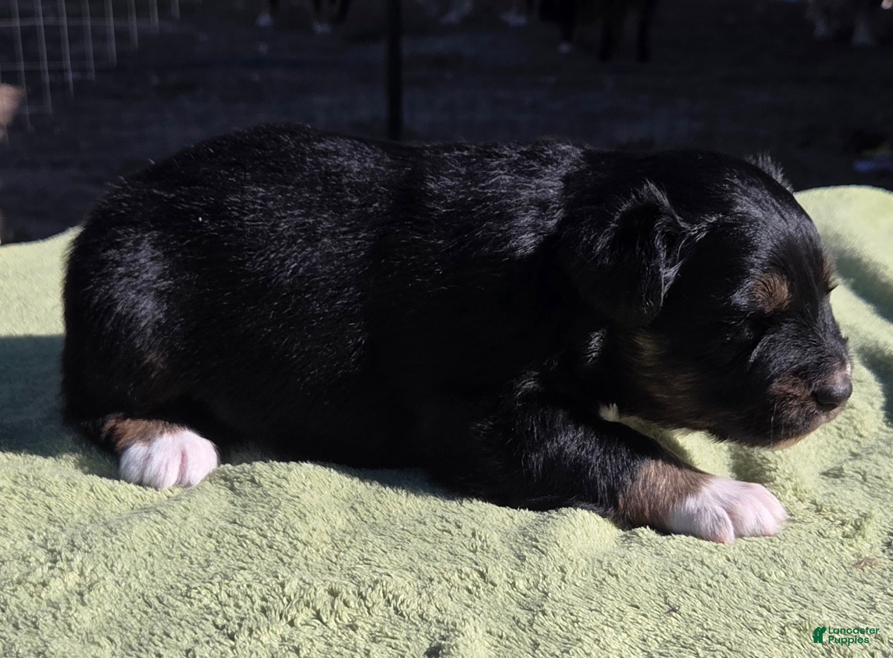 Australian Shepherd dogs Nick - Ad 2