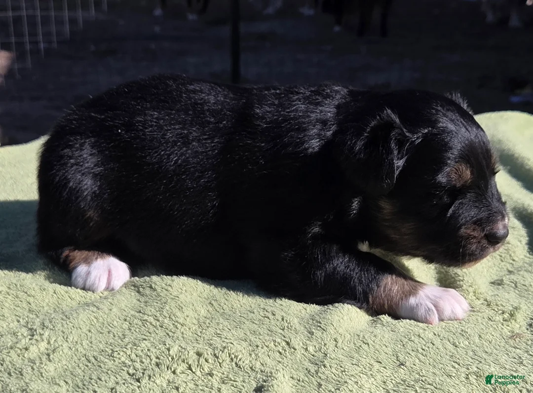 Australian Shepherd dogs for sale: Nick - Ad 2