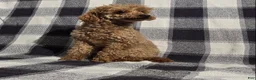 Maltipoo dogs for sale: Charles - Ad 11
