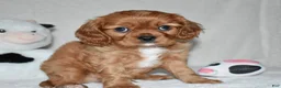 Cavalier King Charles Spaniel dogs for sale: Uri  - Ad 8