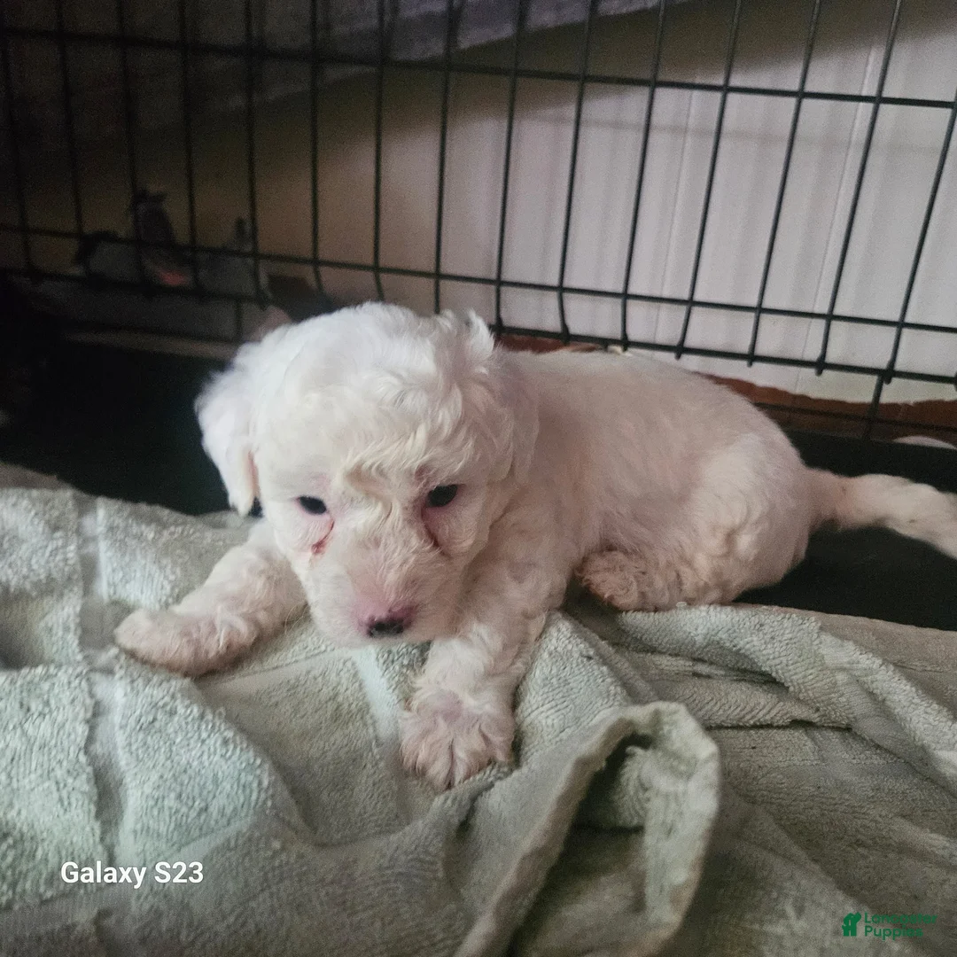 Yochon dogs for sale: Yochon 2 - Ad 1