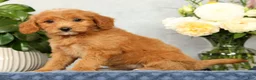 Mini Goldendoodle dogs for sale: Ophelia - Ad 5