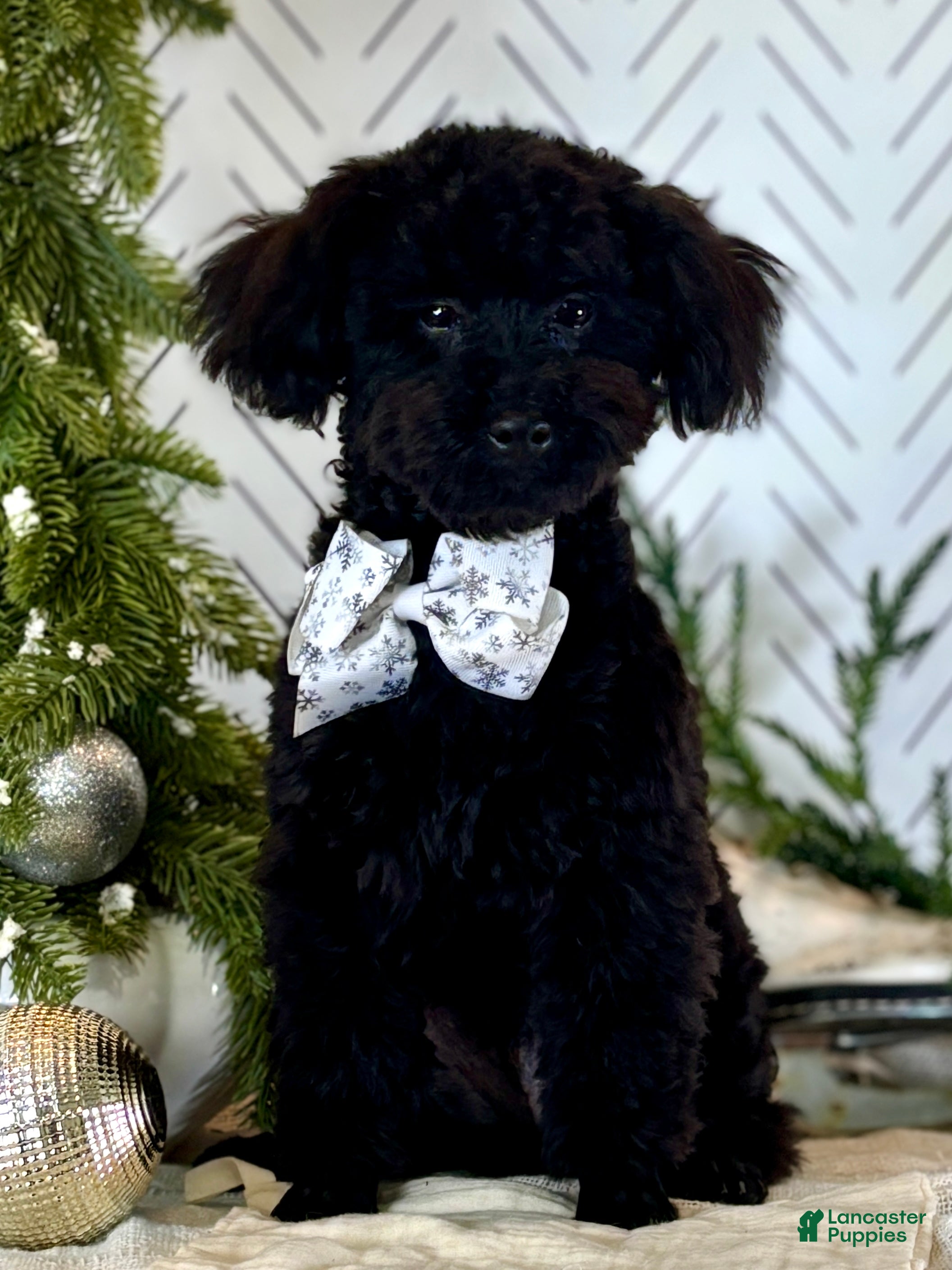 Toy Poodle dogs Peck - Ad 14