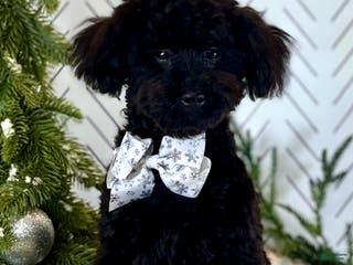 Toy Poodle dogs Peck - Ad 27