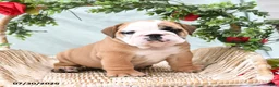 English Bulldog dogs for sale: Timbo - Ad 1