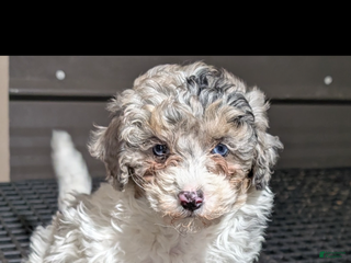 Mini Sheepadoodle dogs Mini Sheepadoodle - Ad 12