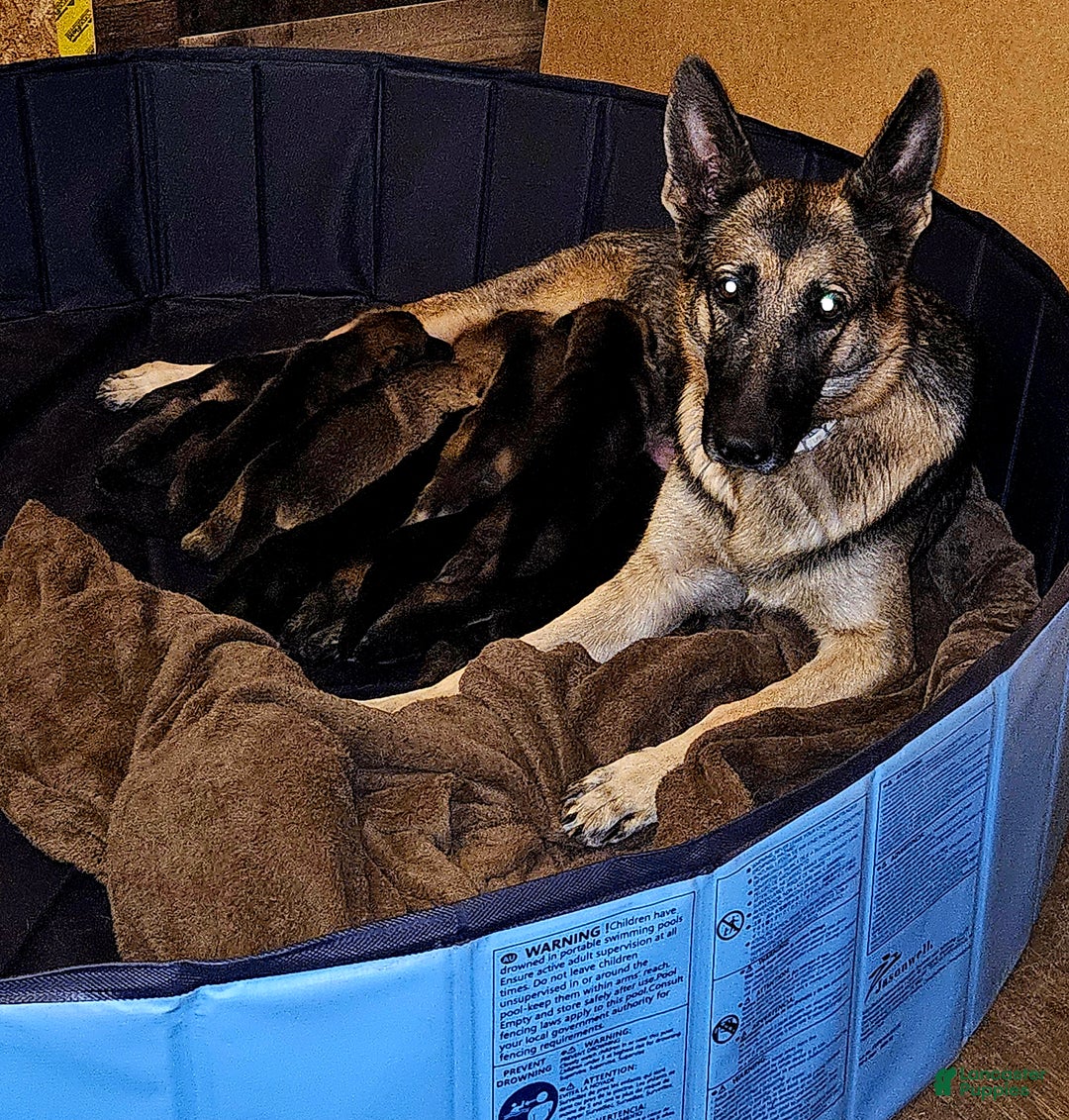 German Shepherd dogs for sale: Male German Shepherd 1 - Hershey - Ad 4