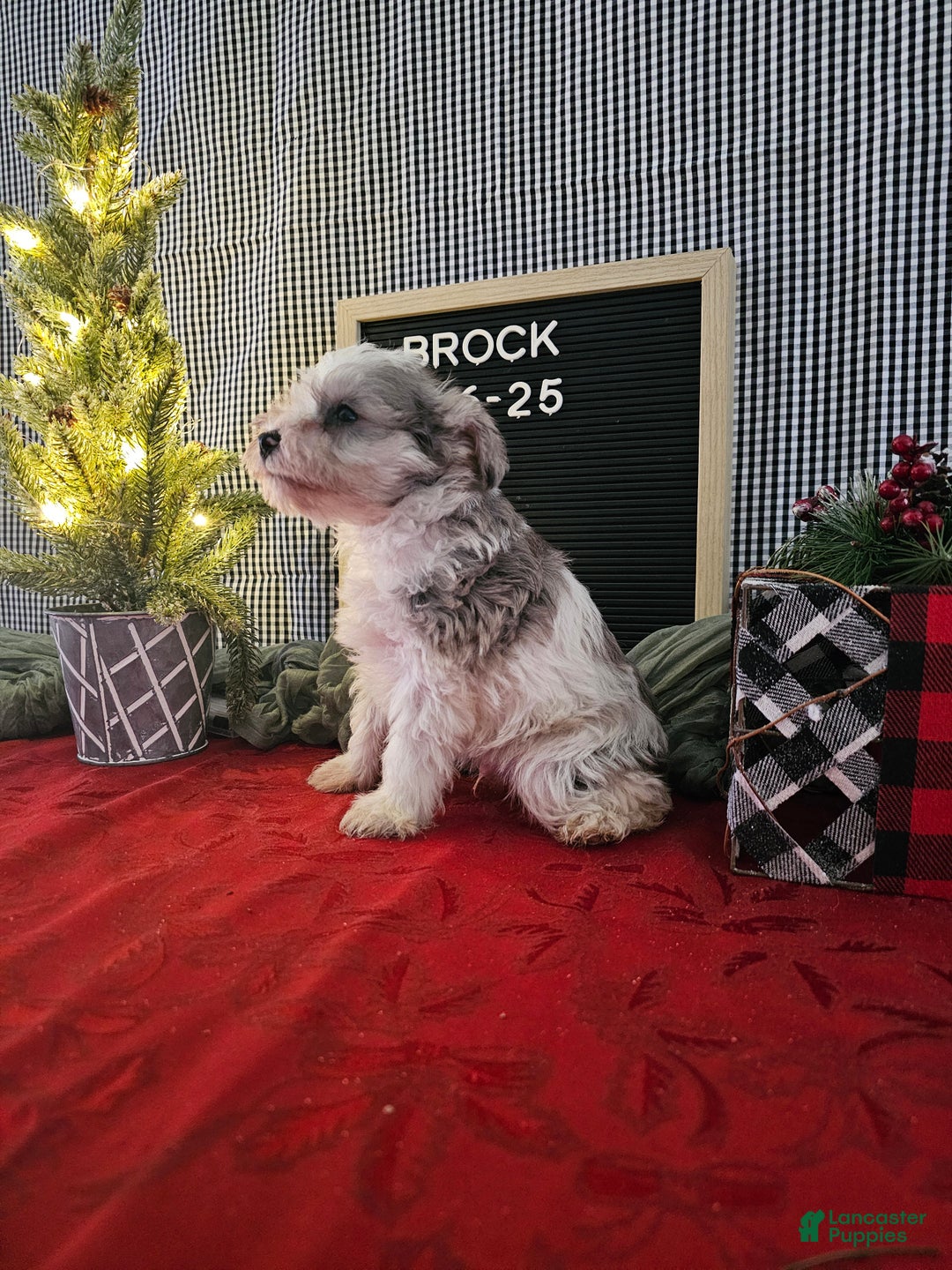 Miniature Schnauzer dogs for sale: Brock - Ad 5