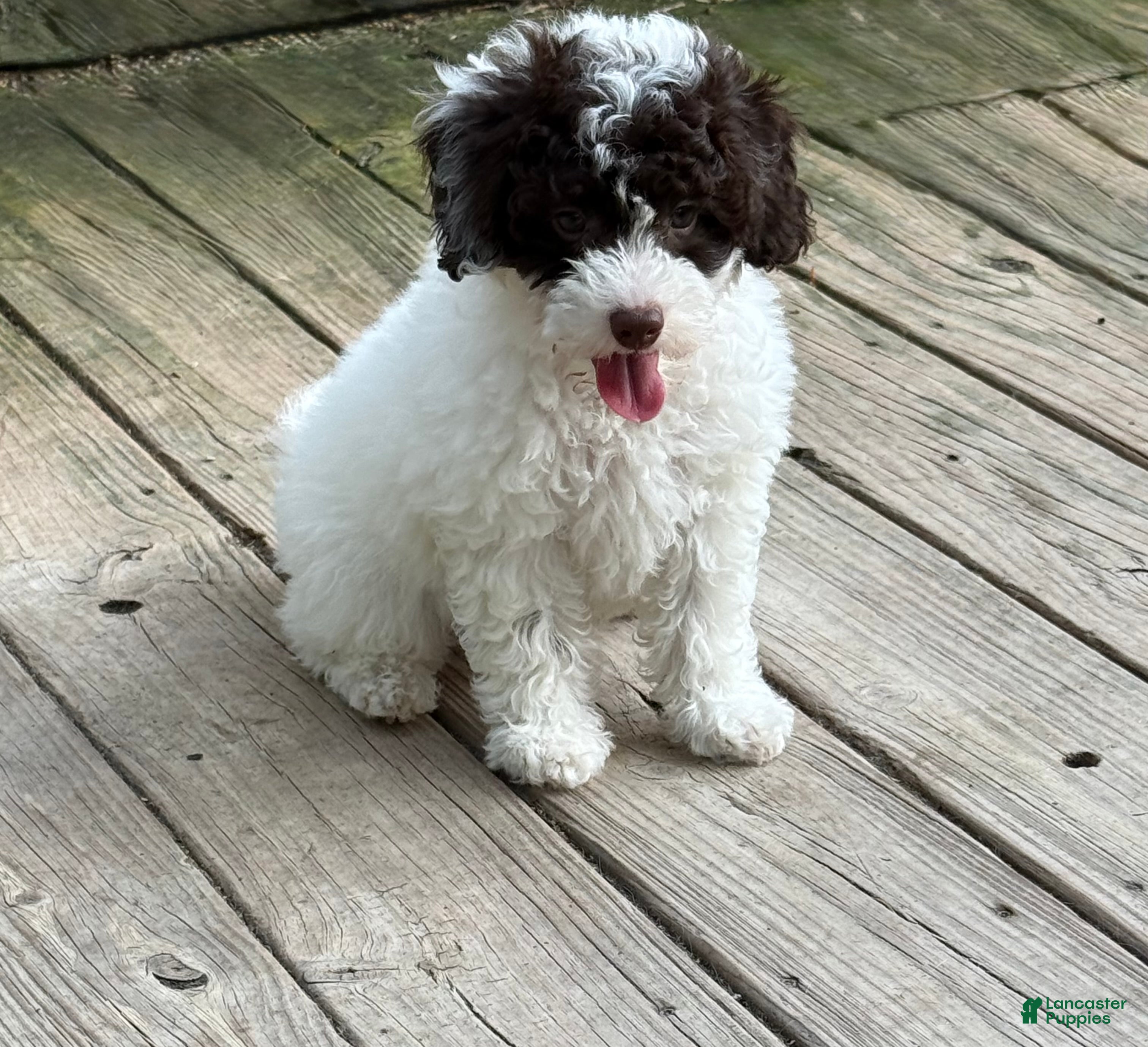 Miniature Poodle dogs ORSON - Ad 1