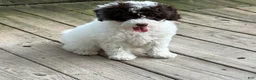 Miniature Poodle dogs for sale: ORSON - Ad 1
