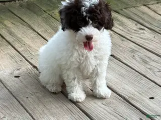 Miniature Poodle dogs for sale: ORSON - Ad 1