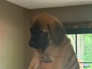 English Mastiff dogs English Mastiff 9 - Ad 9