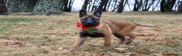 Belgian Malinois dogs for sale: Aria - Ad 6