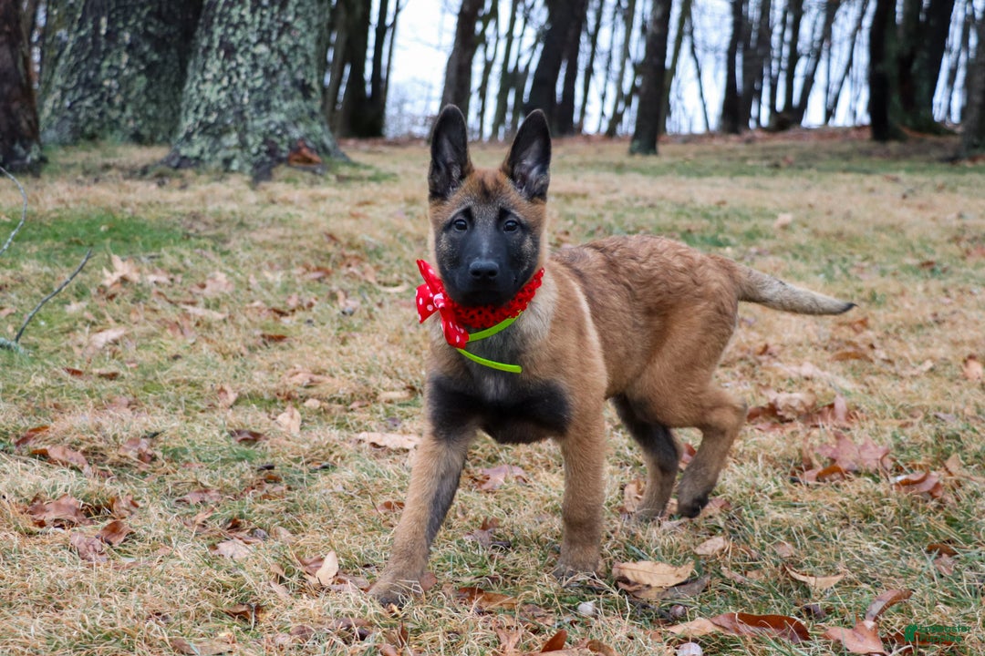 Belgian Malinois dogs for sale: Aria - Ad 6