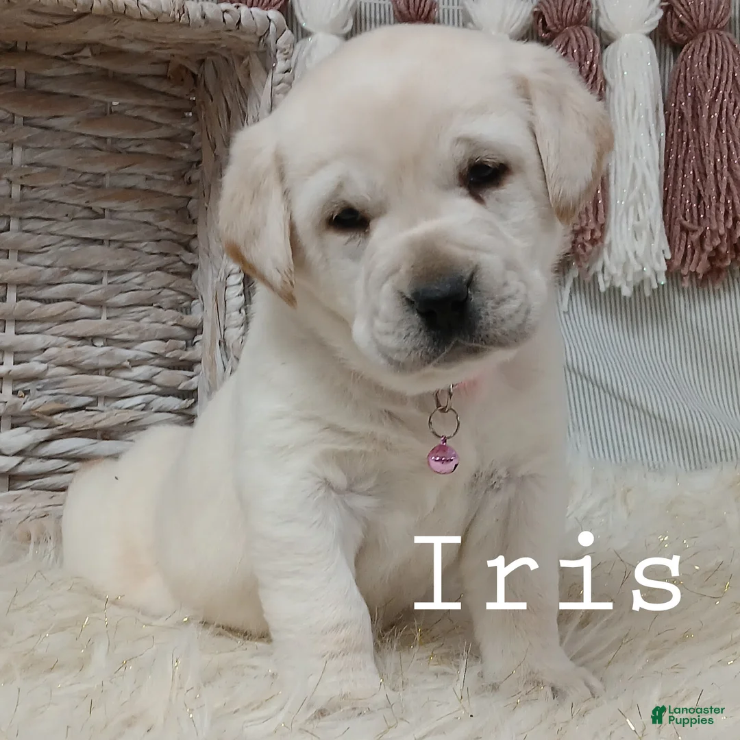 Labrador Retriever dogs for sale: IRIS - Ad 7