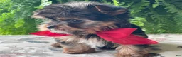 Yorkshire Terrier dogs for sale: Fido - Ad 5