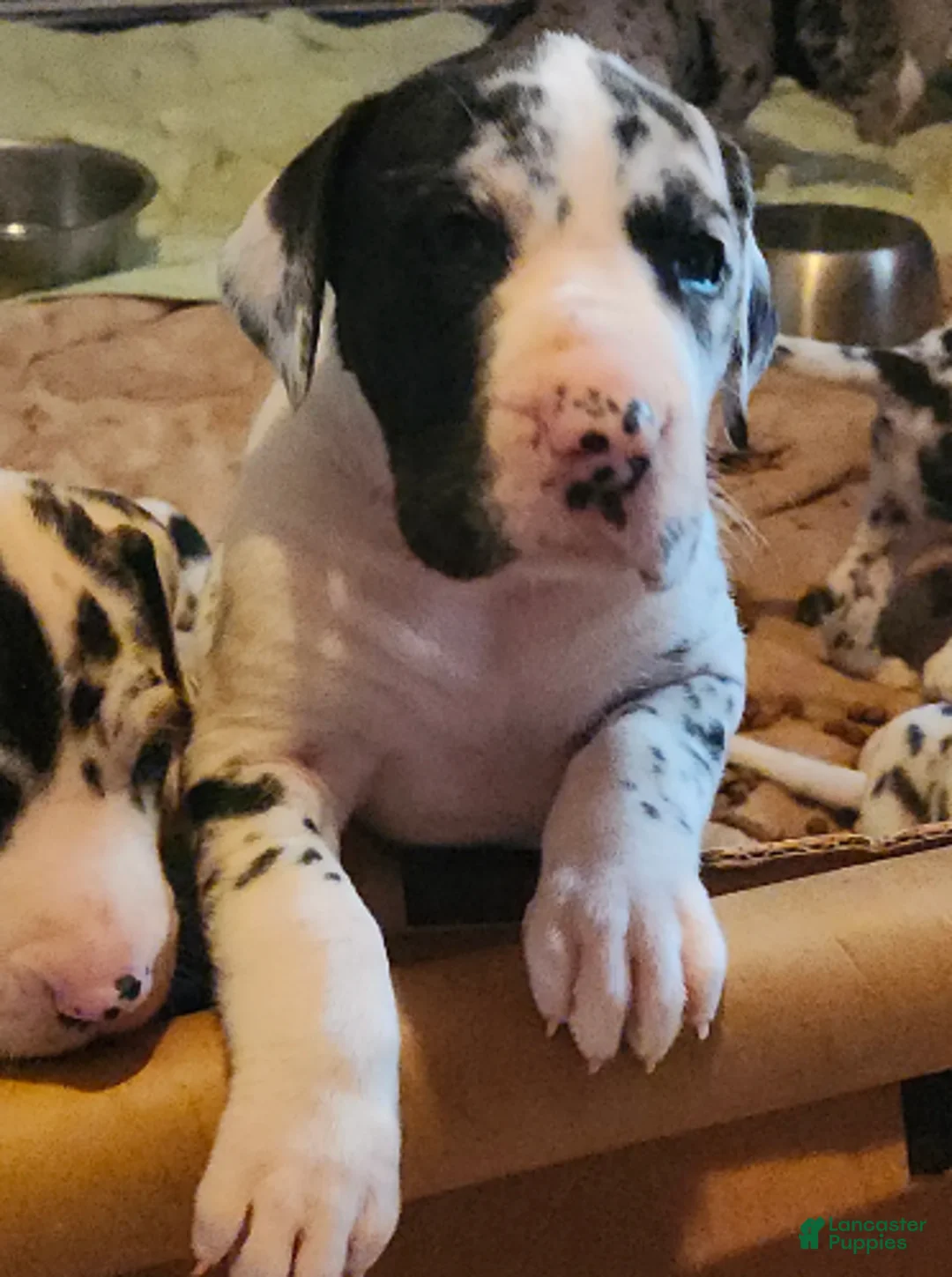 Great Dane dogs for sale: TOP QUALITY EURO - Ad 7