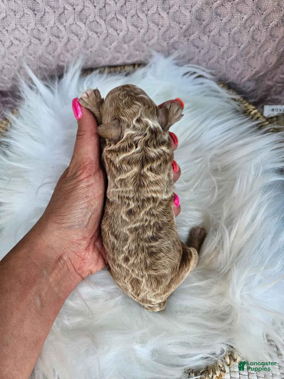 Cavapoo dogs for sale: Jax - Ad 1