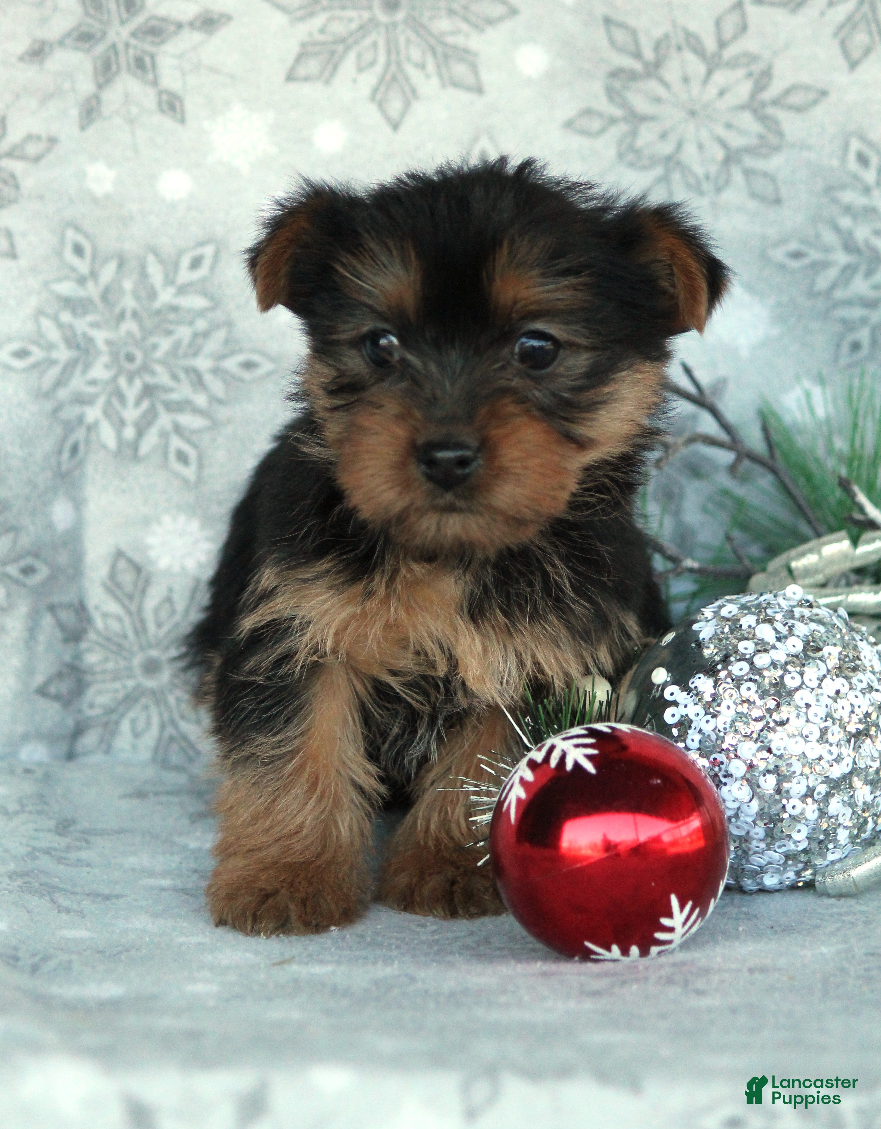 Yorkshire Terrier dogs Taffy - Ad 39