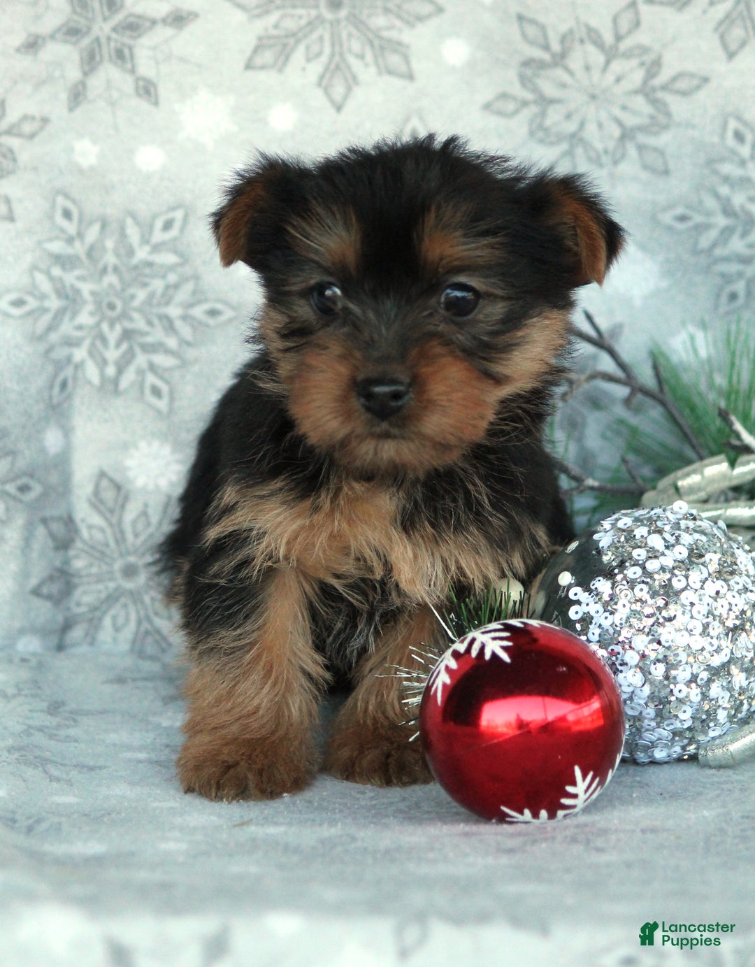 Yorkshire Terrier dogs for sale: Taffy - Ad 1