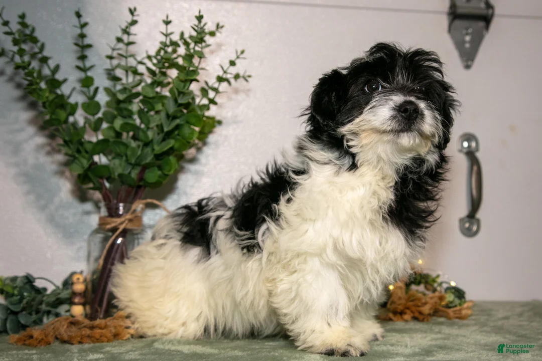 Aussiedoodle dogs for sale: Riley - Ad 1